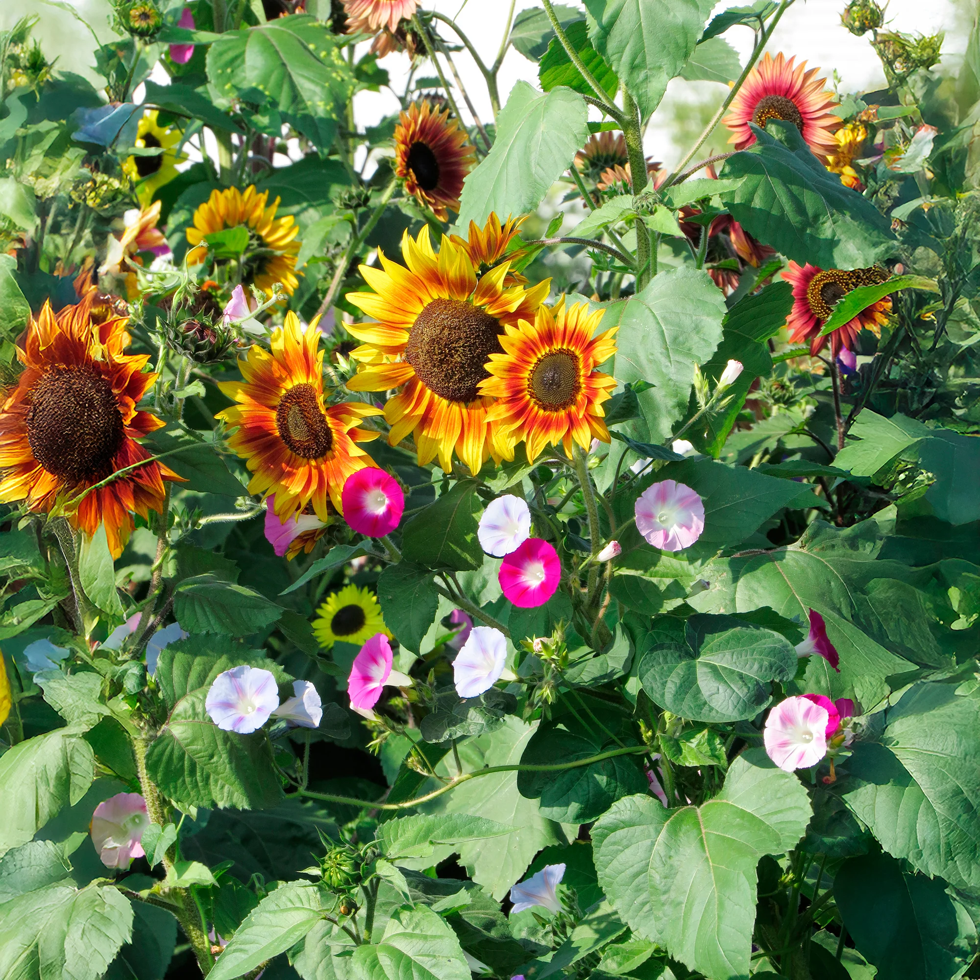 Soleil et belles grimpantes
