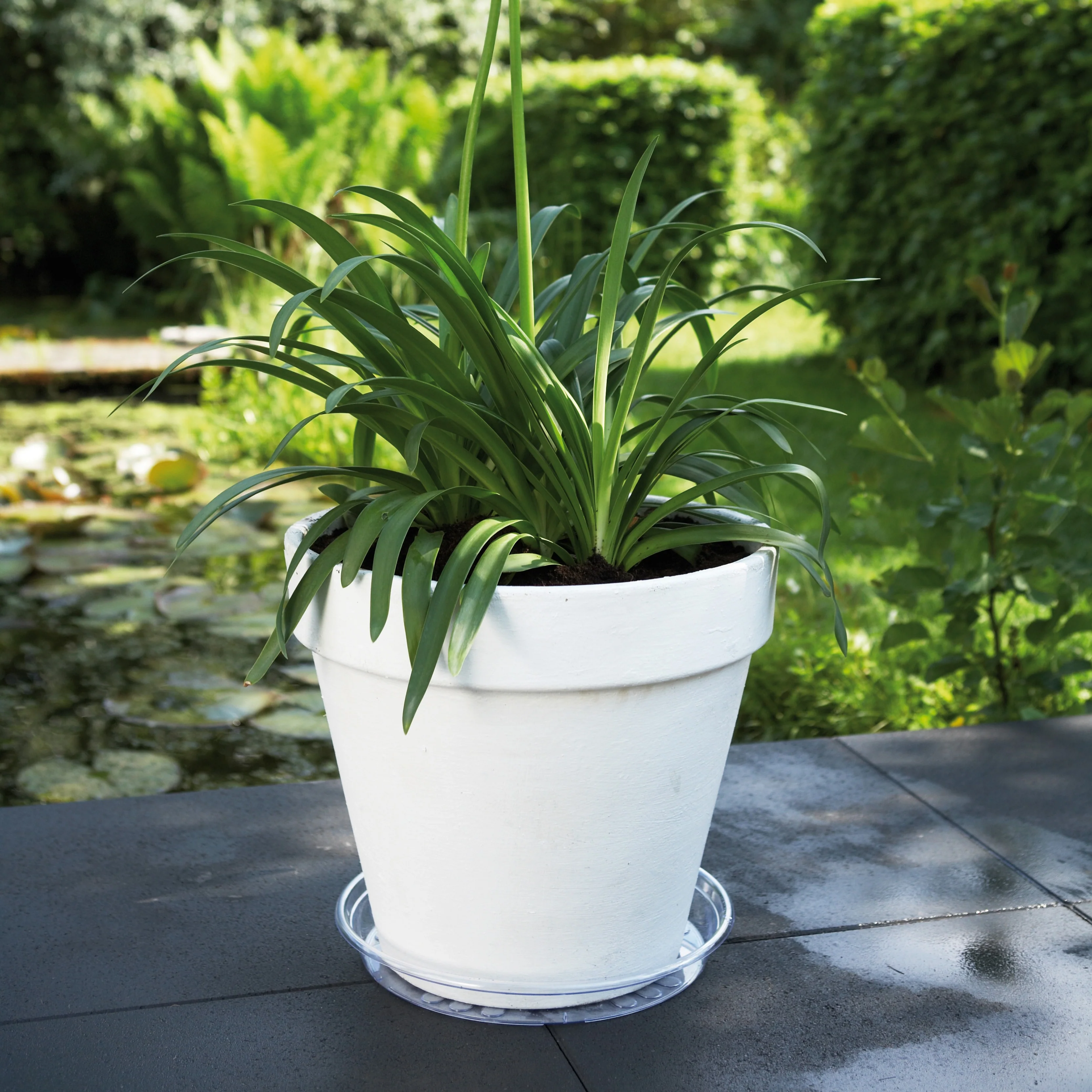 Soucoupe Uni-Saucer ELHO - Image 2