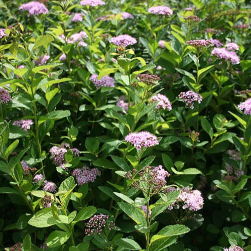 Spirée à feuilles de bouleau Pink Sparkler® - Image 5