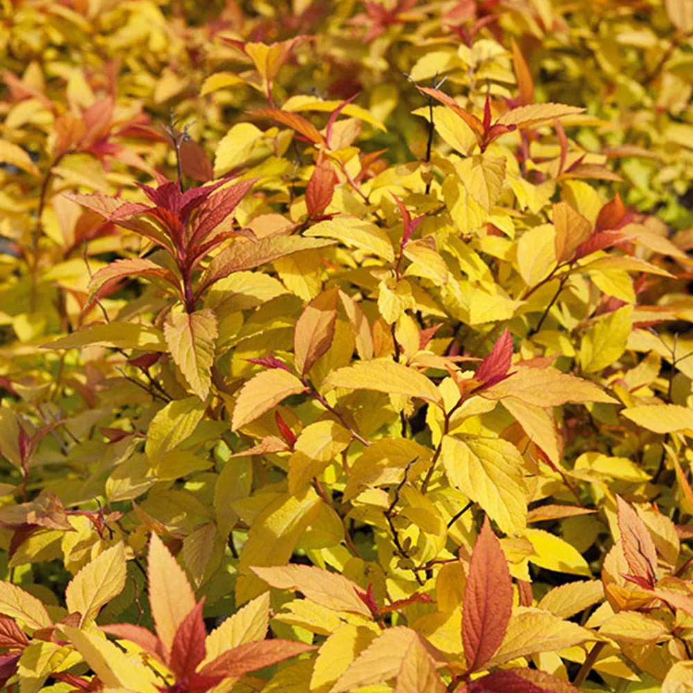 Spirée du Japon Goldflame - Image 3