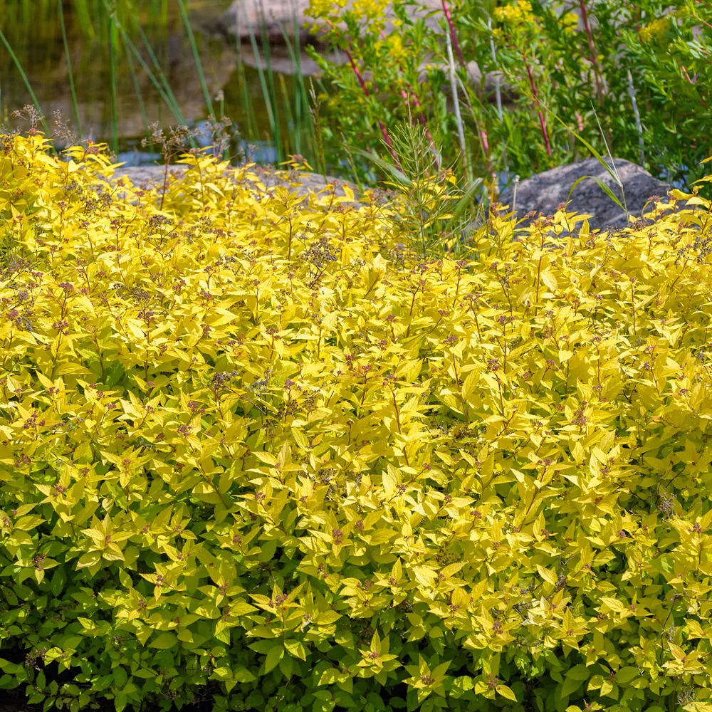 Spirée japonaise Goldmound - Image 2