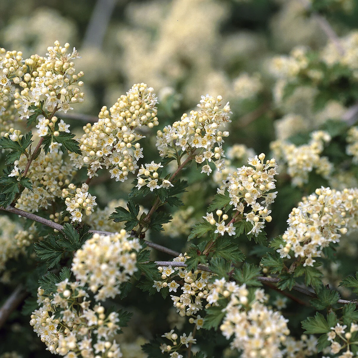 Stephanandra incisa Crispa