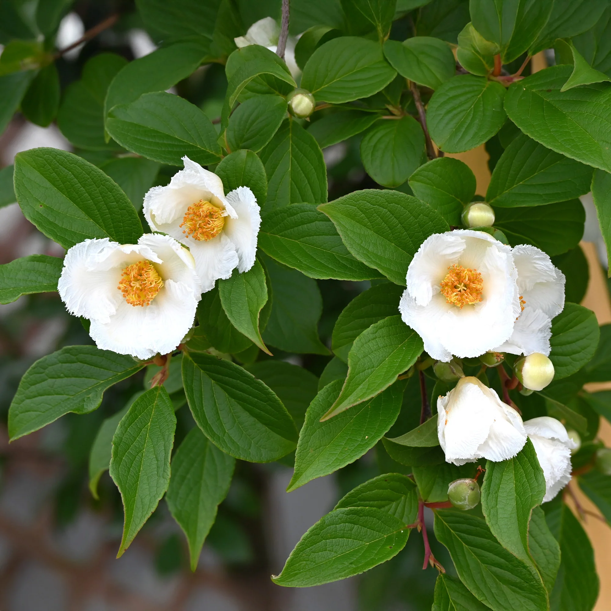 Stewartia - Image 3