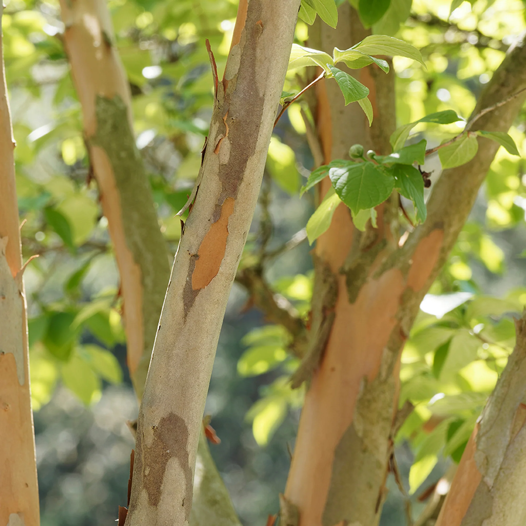 Stewartia - Image 4