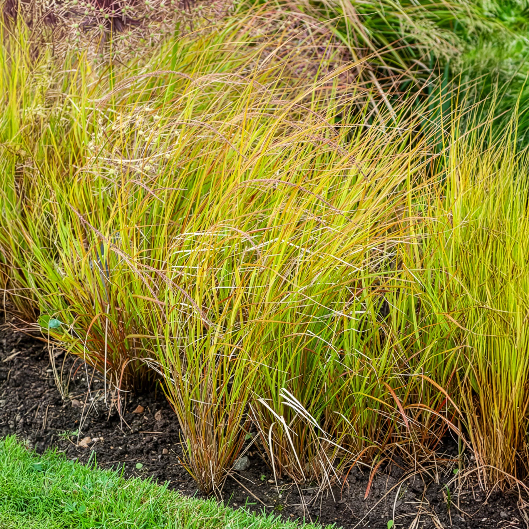 Stipa arundinacea - Image 2