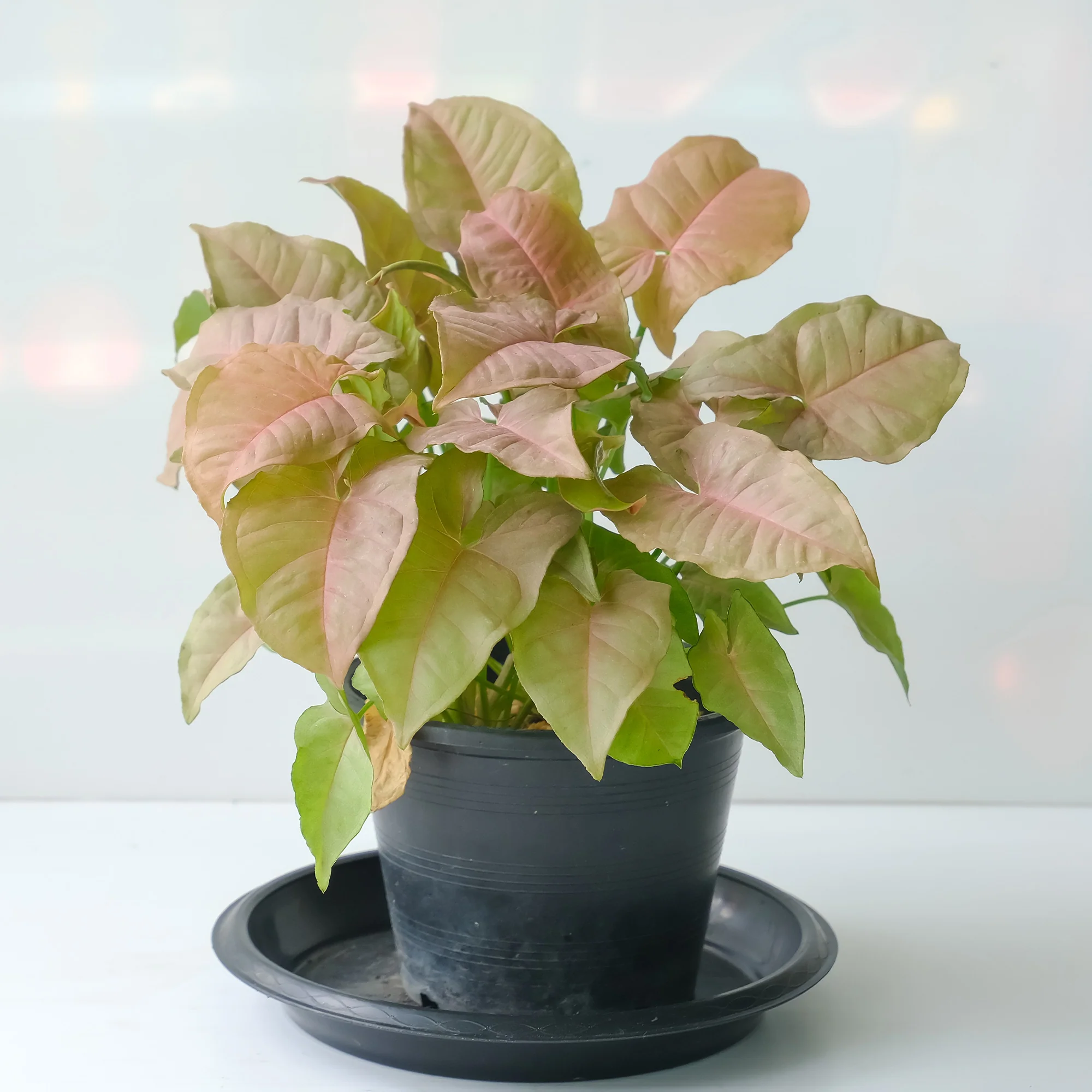 Syngonium Neon