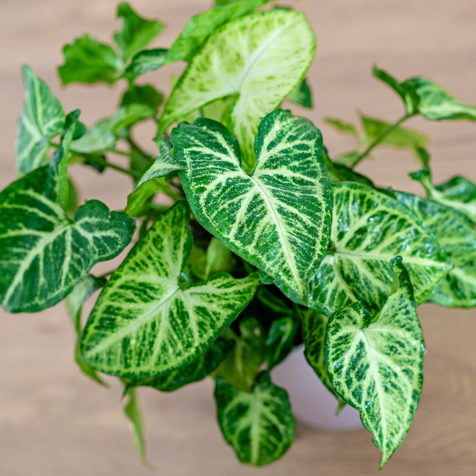 Syngonium panaché Patte d'oie - Image 2