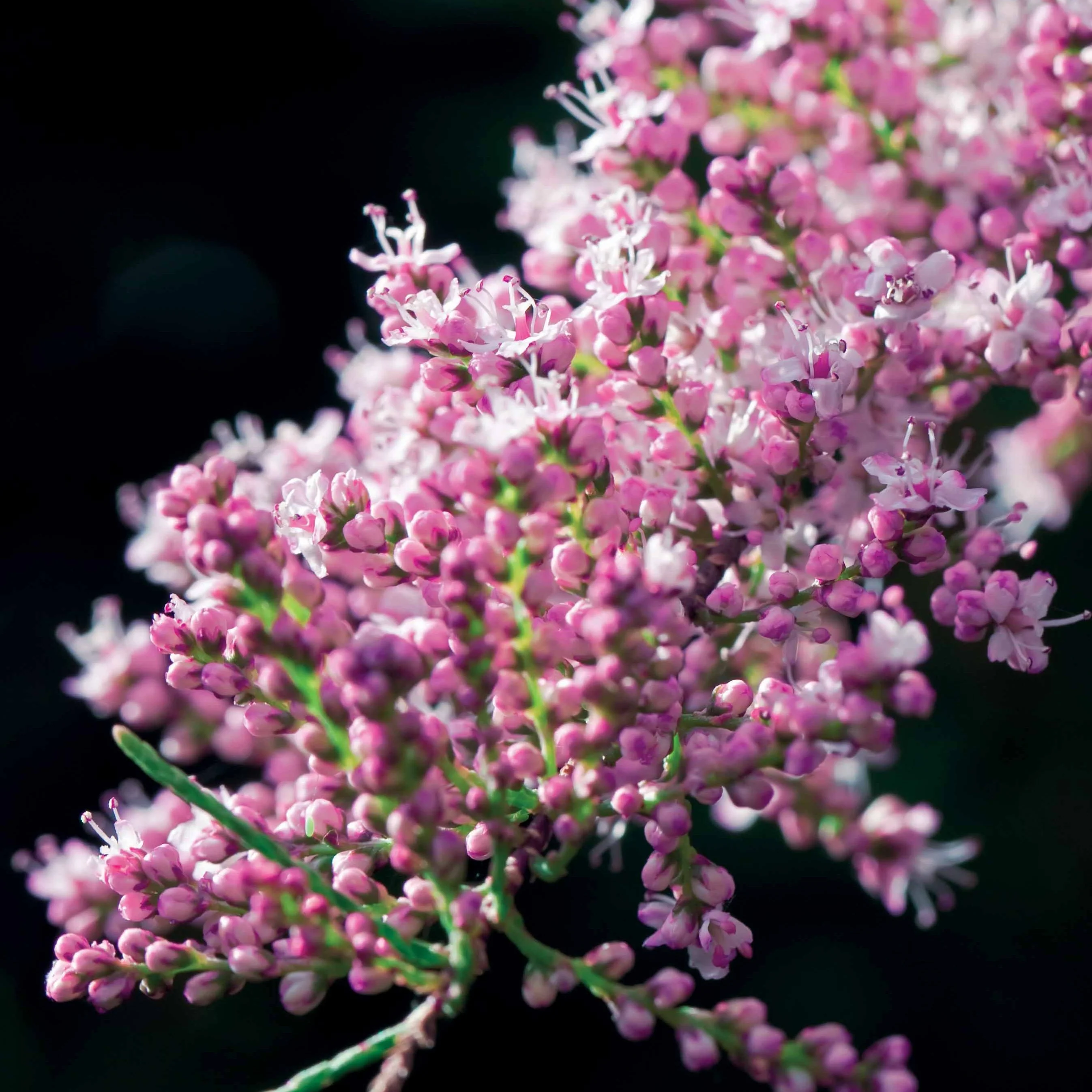 Tamaris de Printemps - Image 3