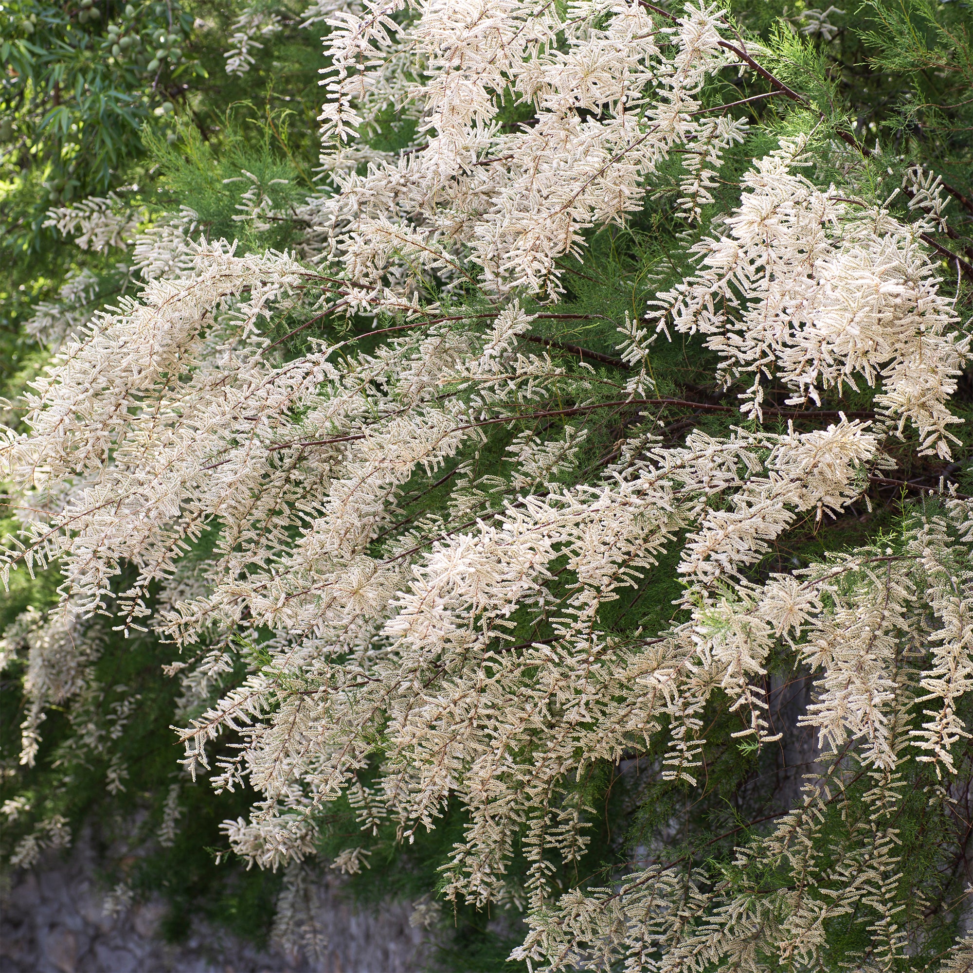 Tamaris ramosissima blanc - Image 2