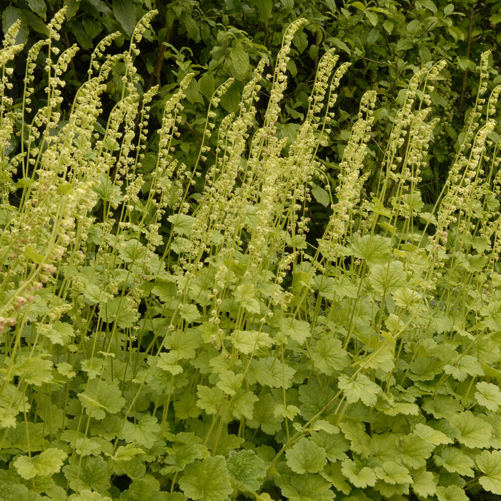 Tellime à grandes fleurs - Image 2