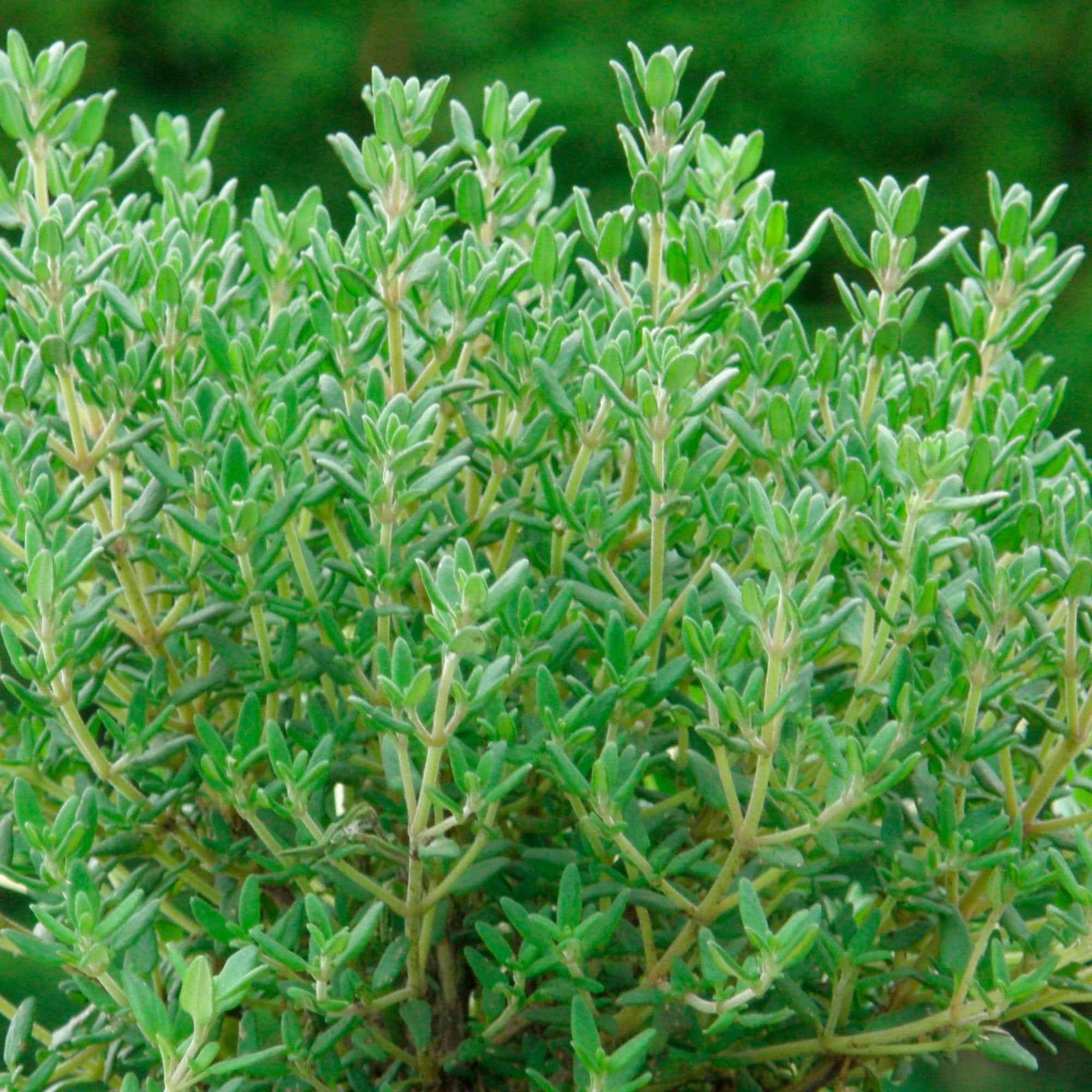 Thym commun Compactus Thym nain - Image 3