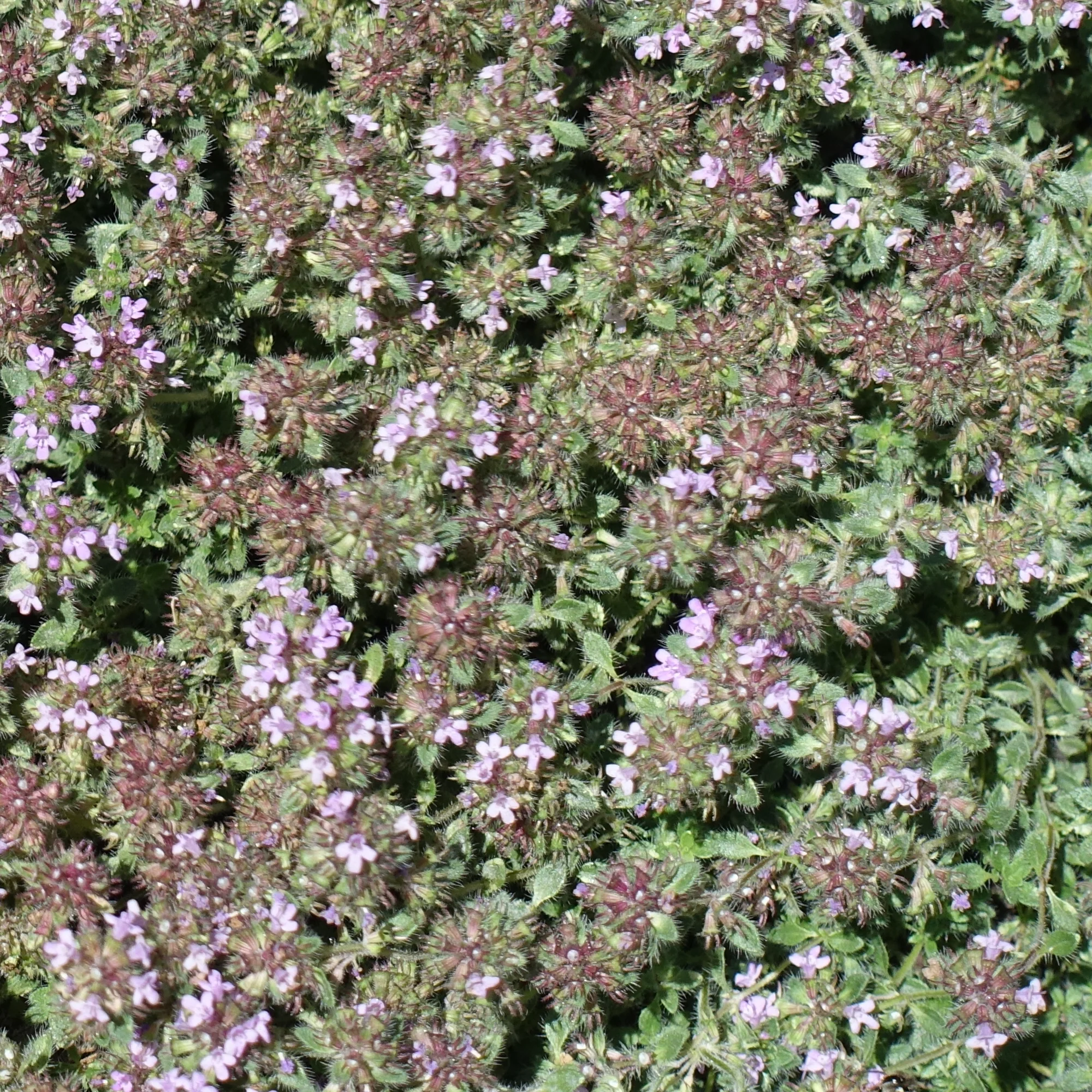 Thym précoce laineux