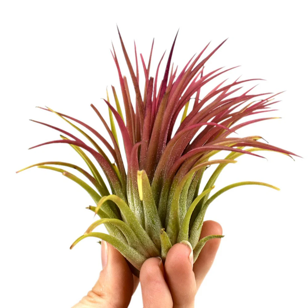 Tillandsia ionantha Rood XL
