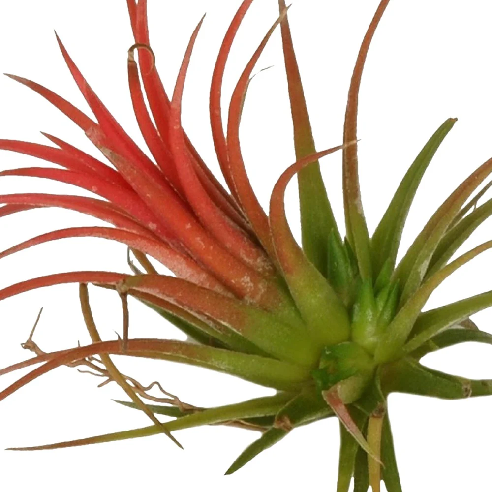 Tillandsia ionantha Rood XL - Image 2