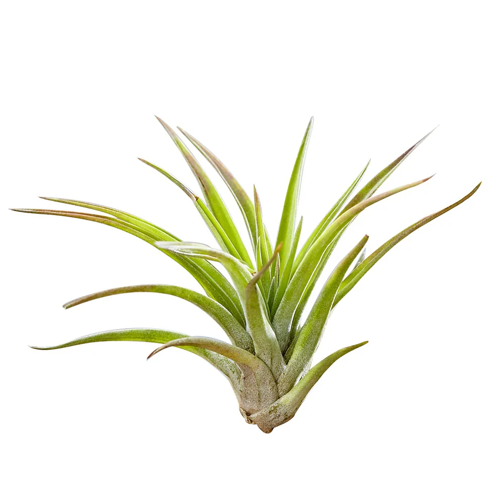 Tillandsia sur bois - Image 2