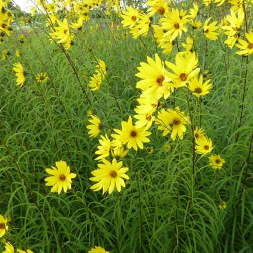Tournesol vivace à feuilles de saule