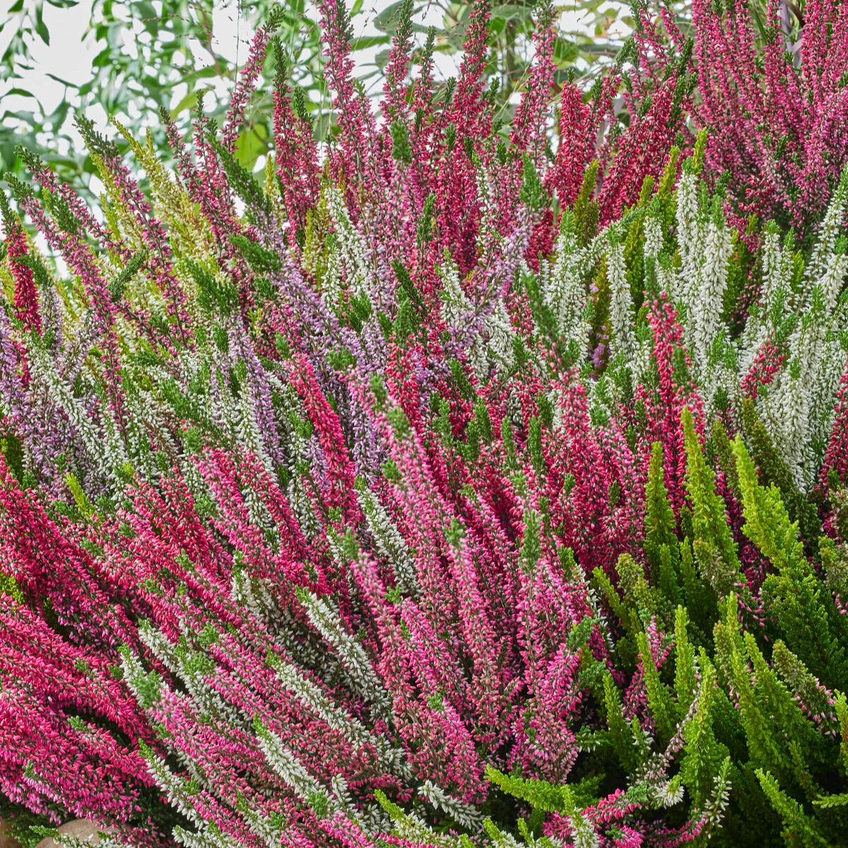 3 bruyères d'été blanche, rouge, rose en mélange