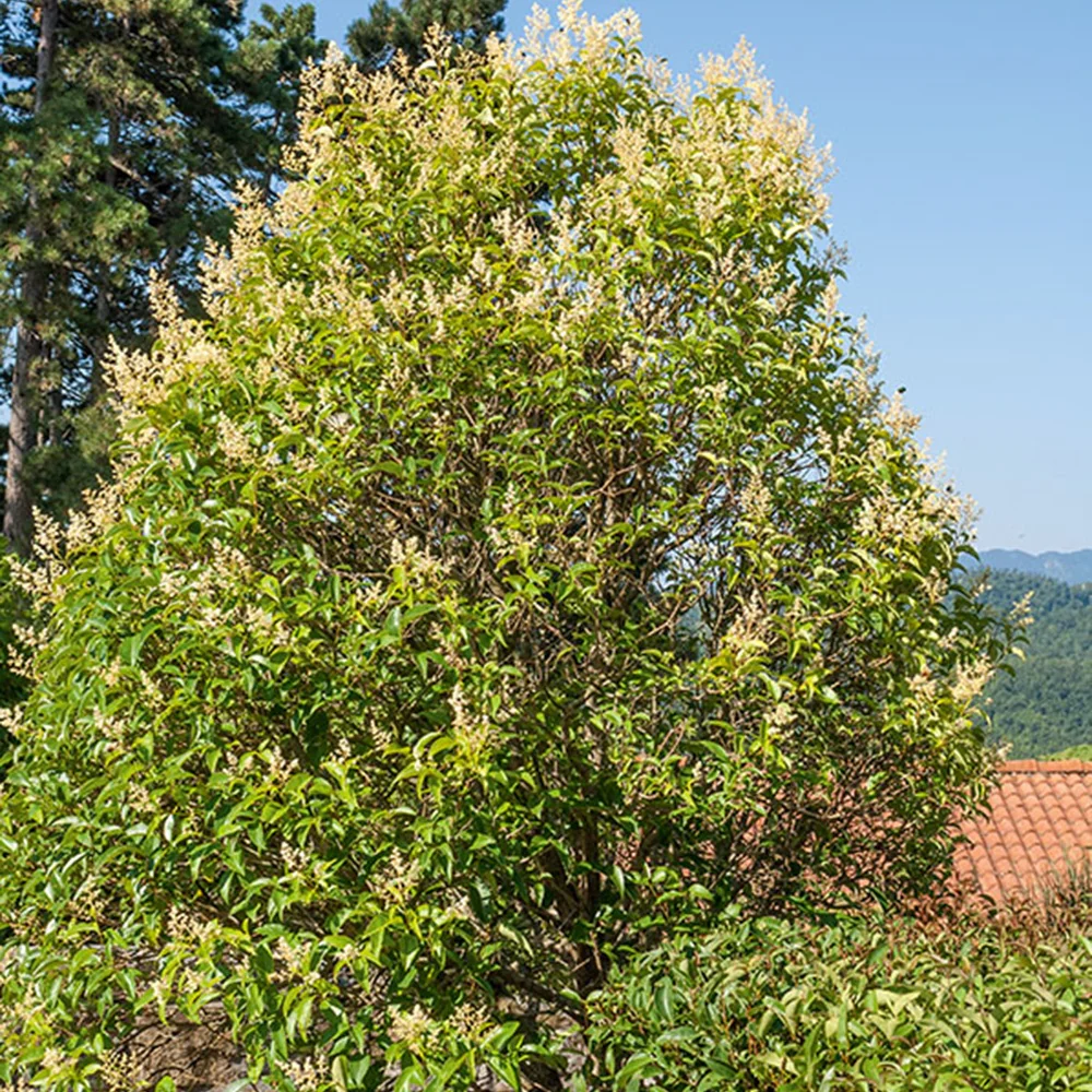 Troène commun