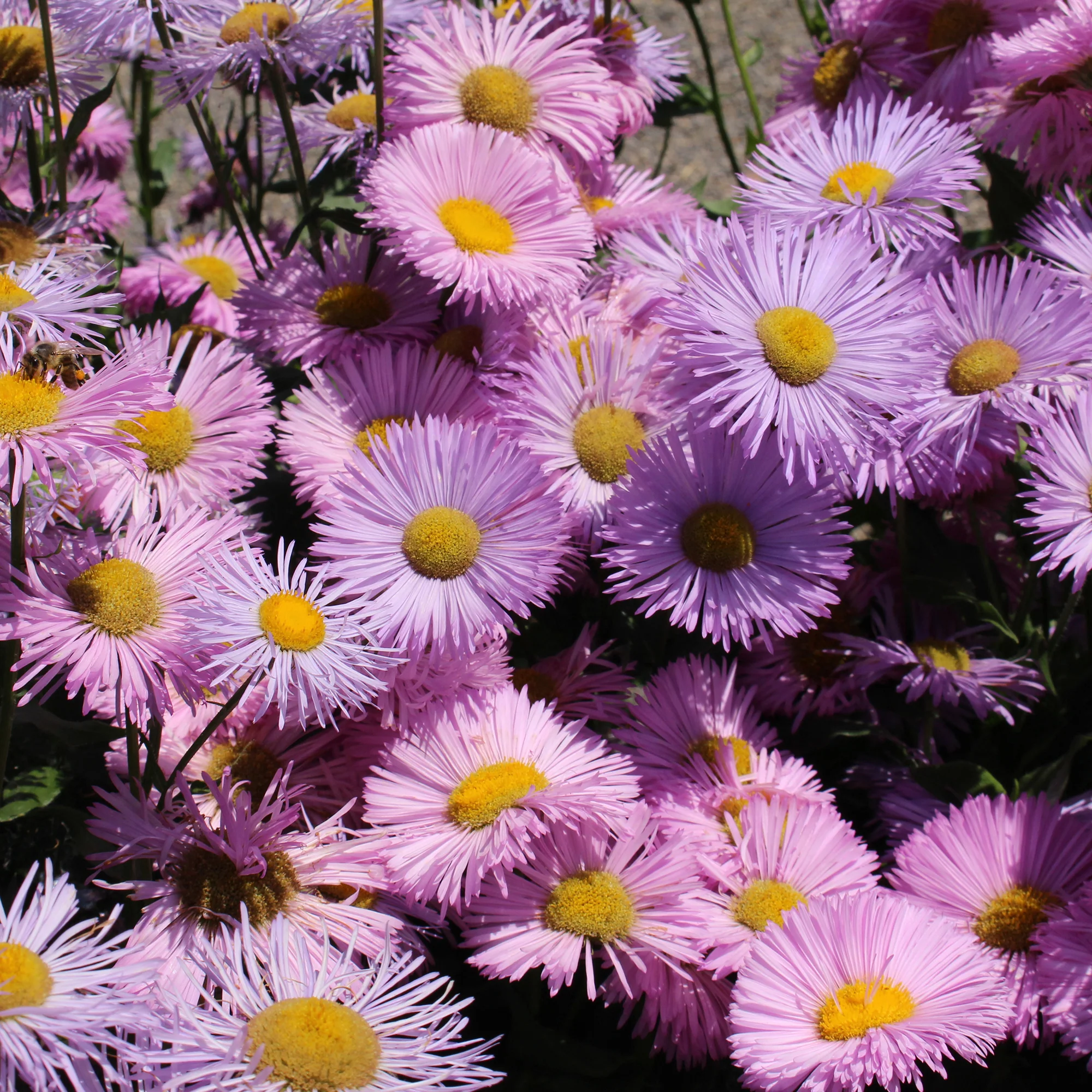 Vergerette Rosa Jewel - Erigeron