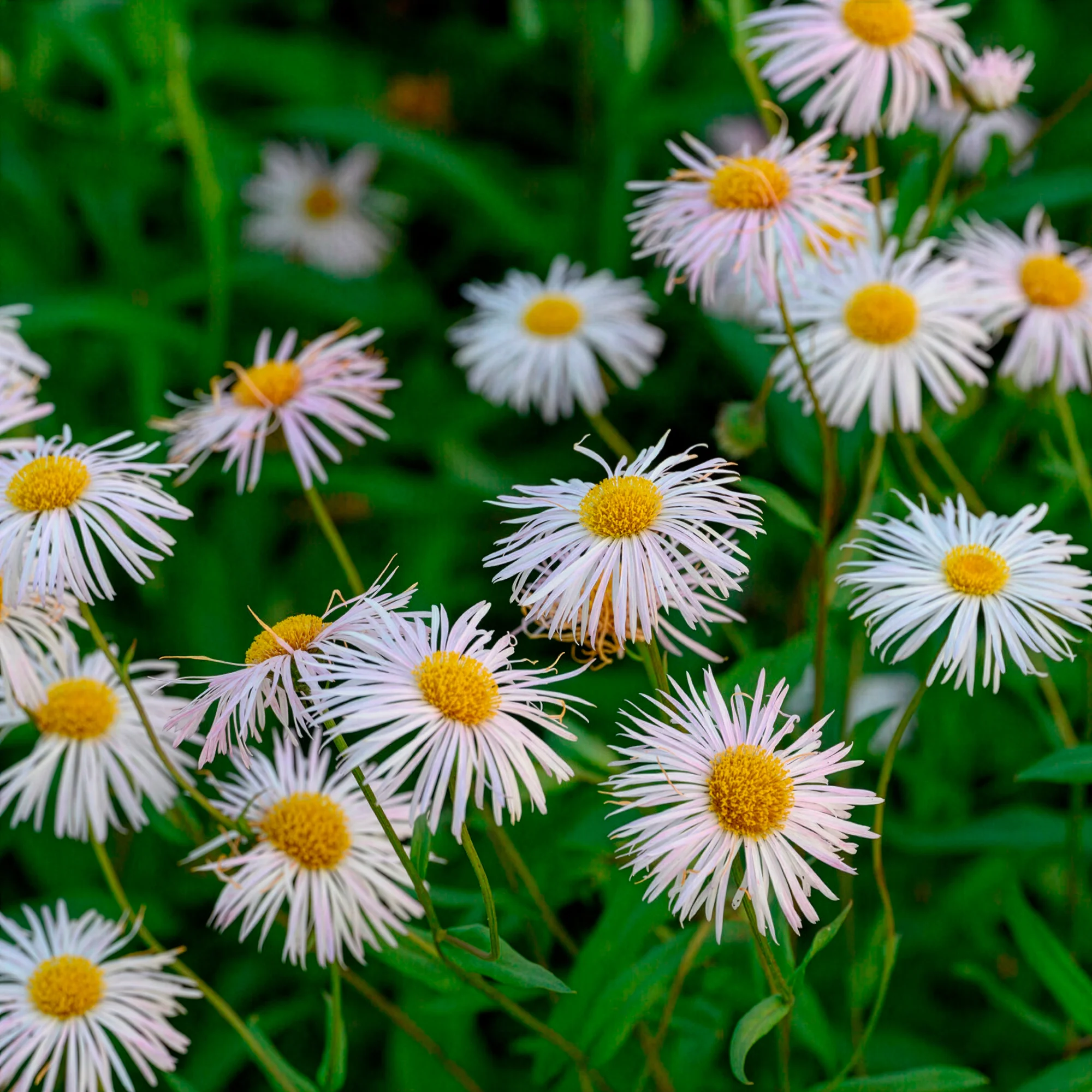 Vergerette Sommerneuschnee - Erigeron - Image 4