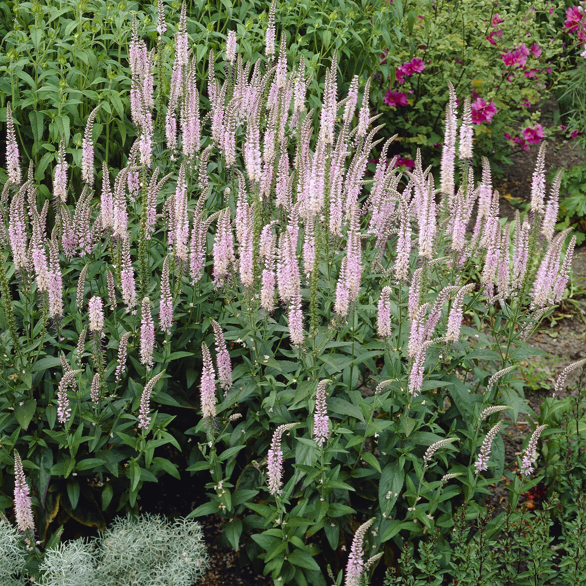 Véronique Pink Damask - Image 3