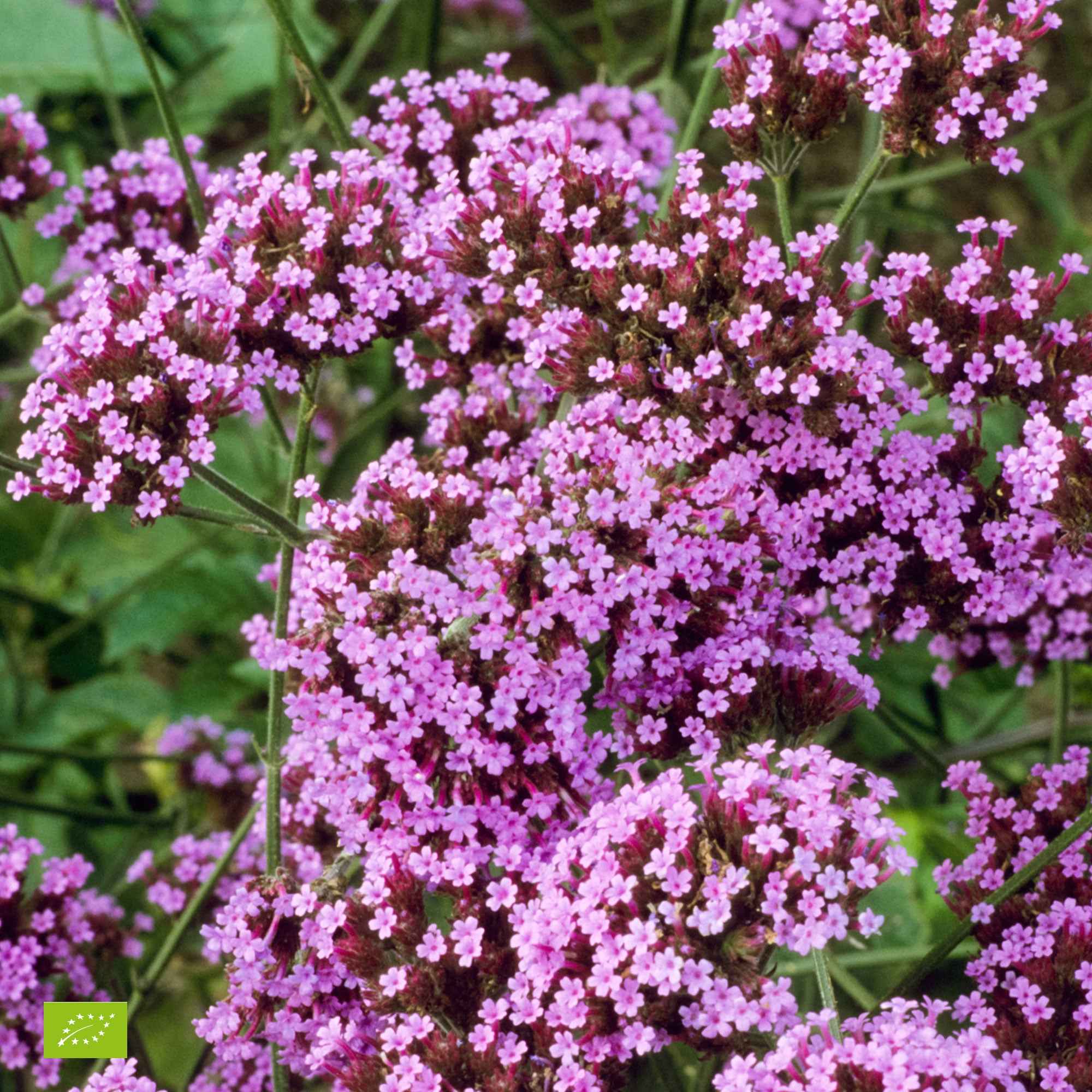 Verveine de Buenos Aires naine Lollipop - Image 2