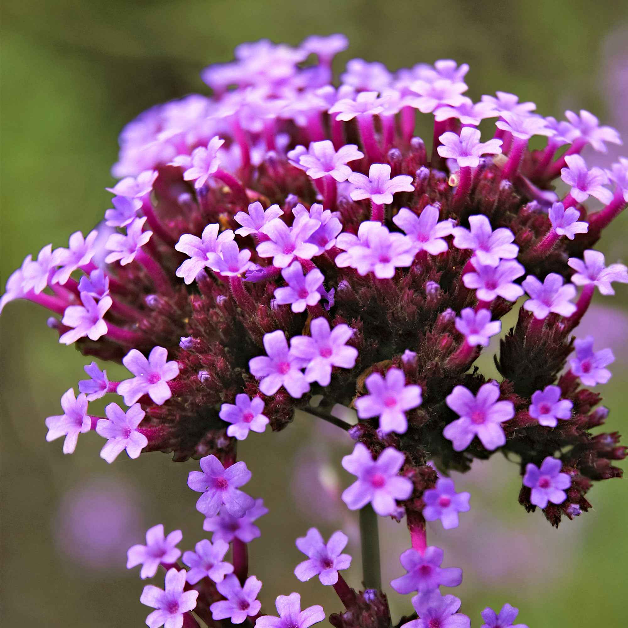 Verveine de Buenos Aires naine Lollipop - Image 3