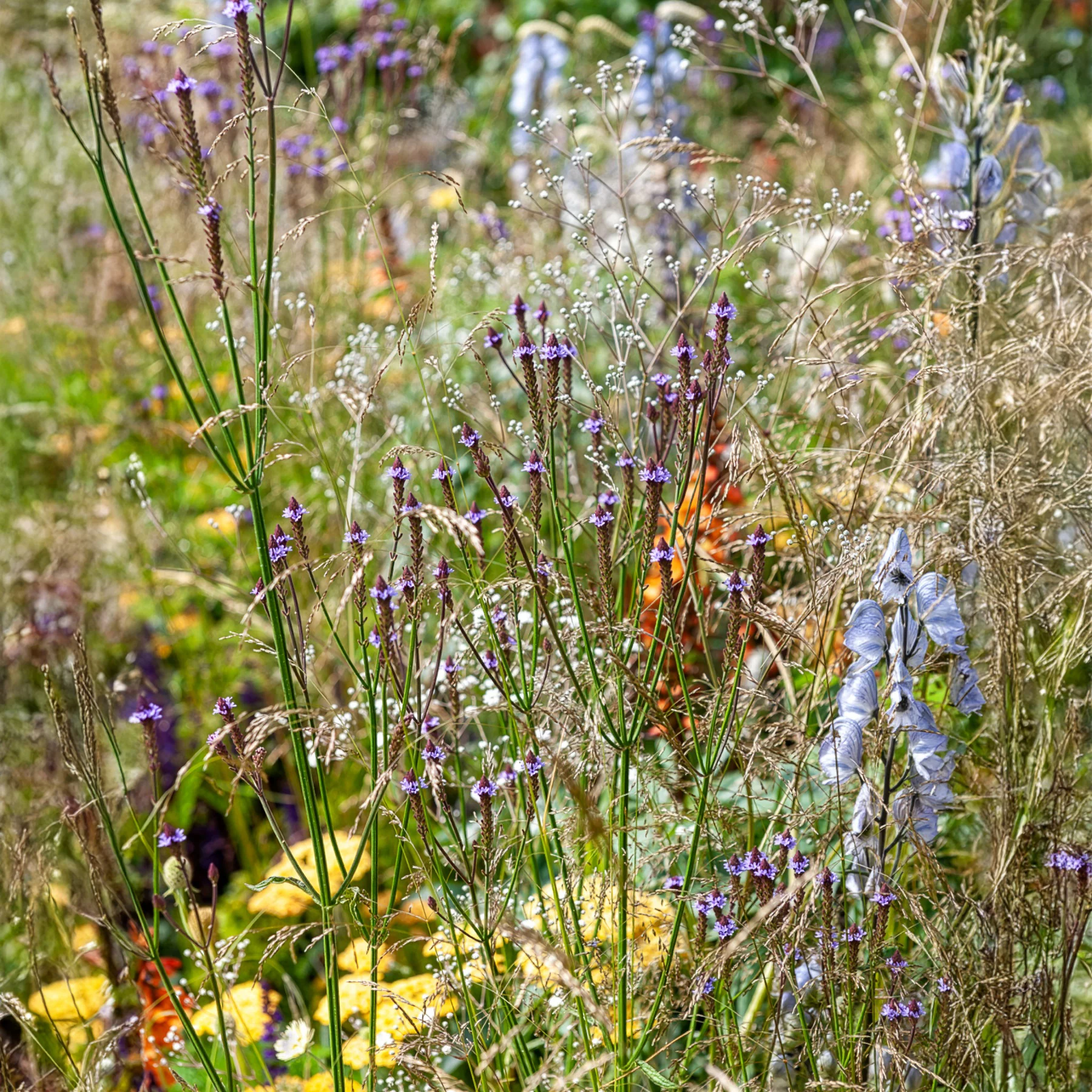 Verveine Lavender Spires - Image 2