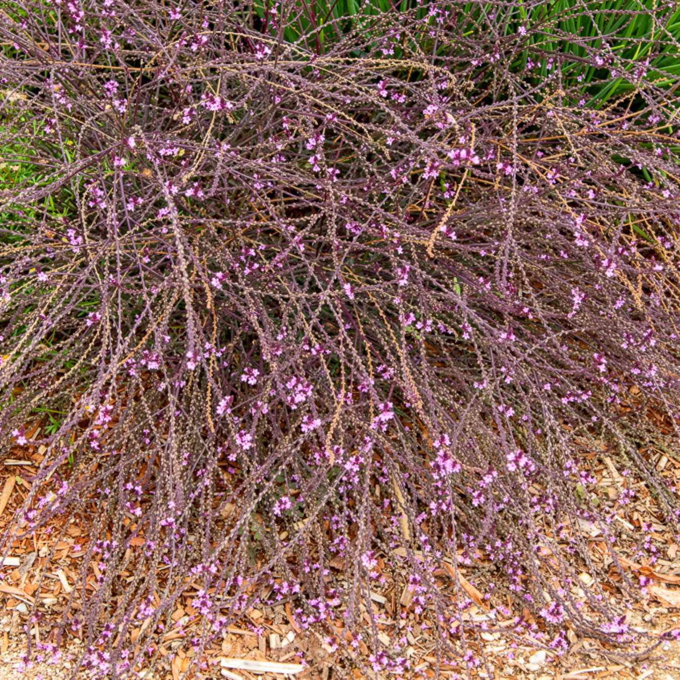 Verveine officinale Bampton - Image 3