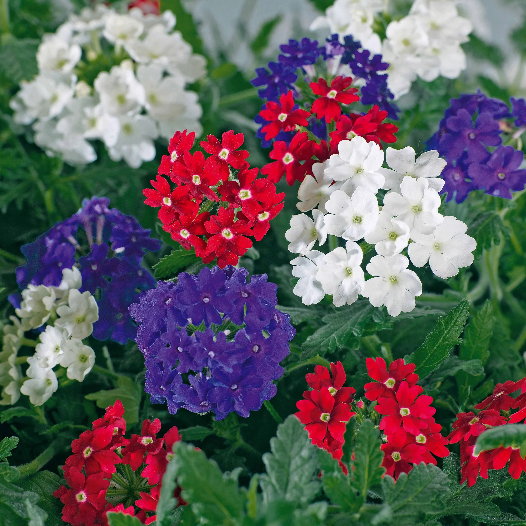 3 Verveines rouge, blanc, bleu en mélange - Image 2