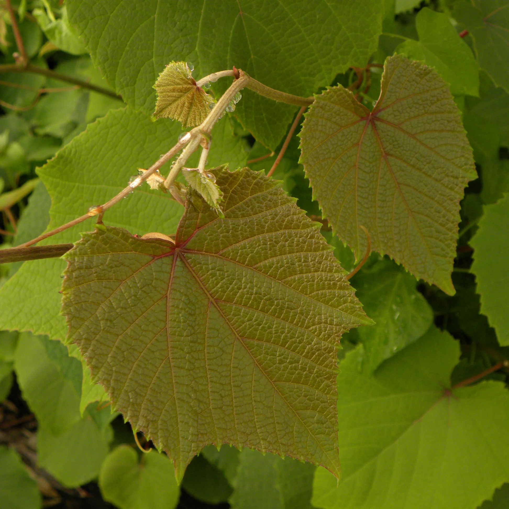 Vigne d’ornement Sunning Dale