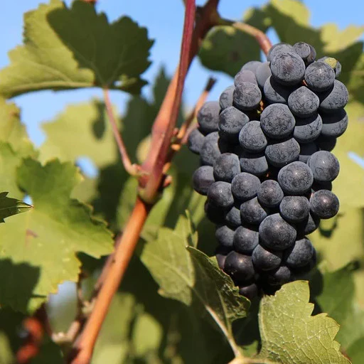 Vigne Merlot - Image 2