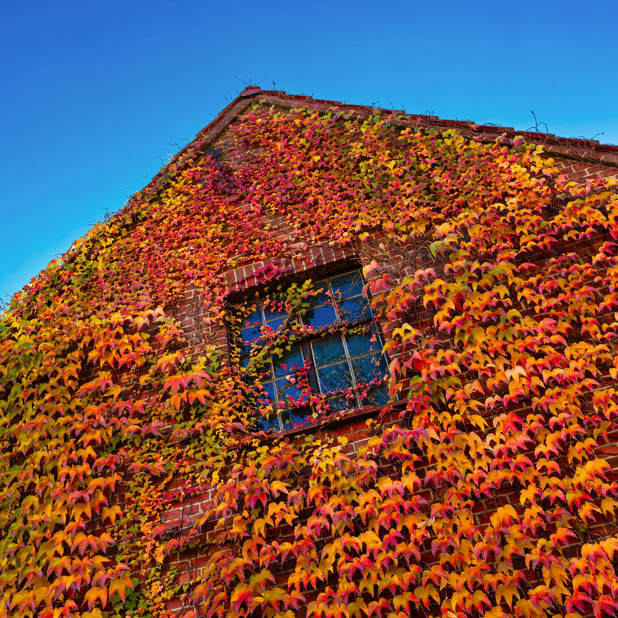 Vigne vierge - Image 3