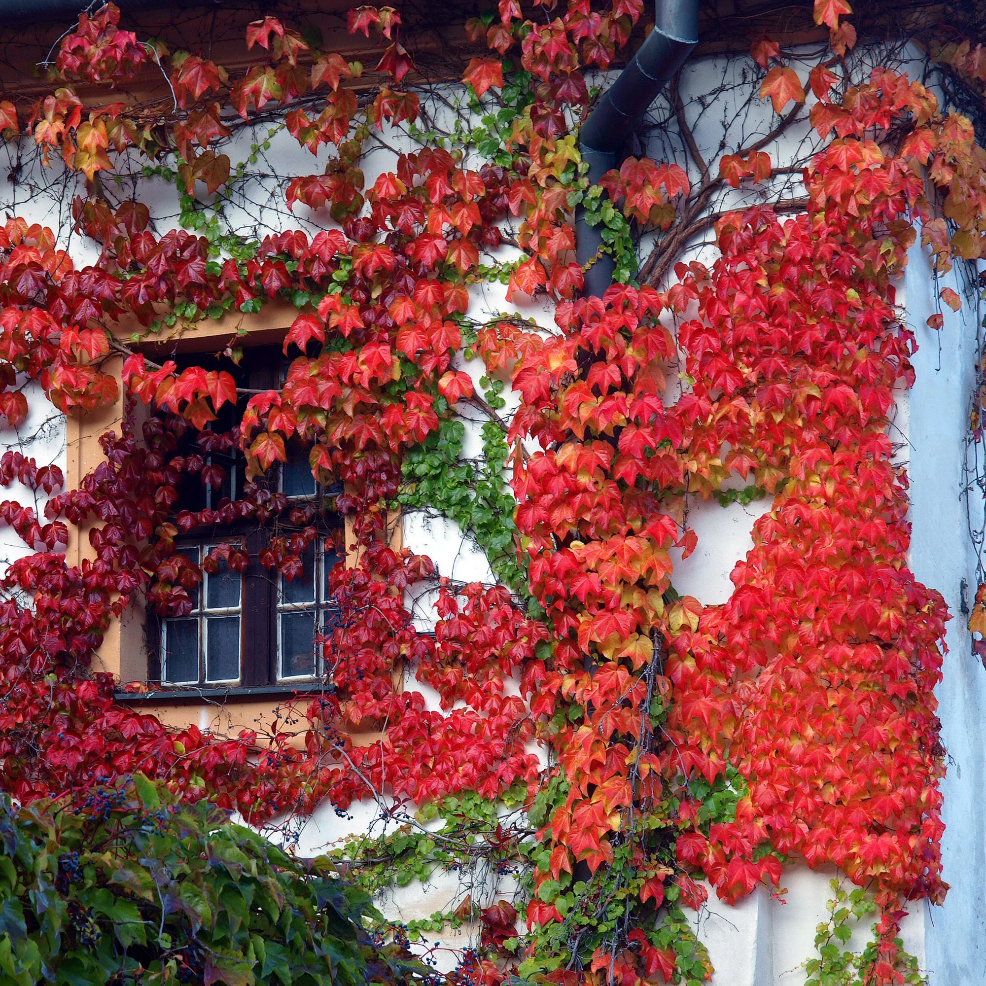 Vigne vierge - Image 4
