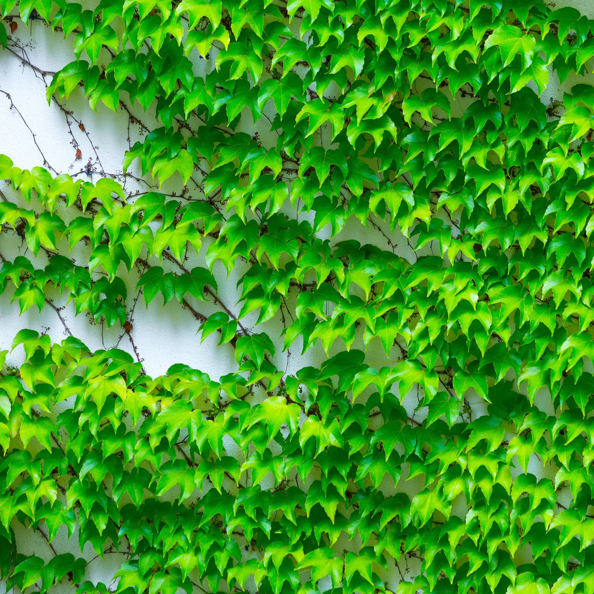 Vigne vierge - Image 5