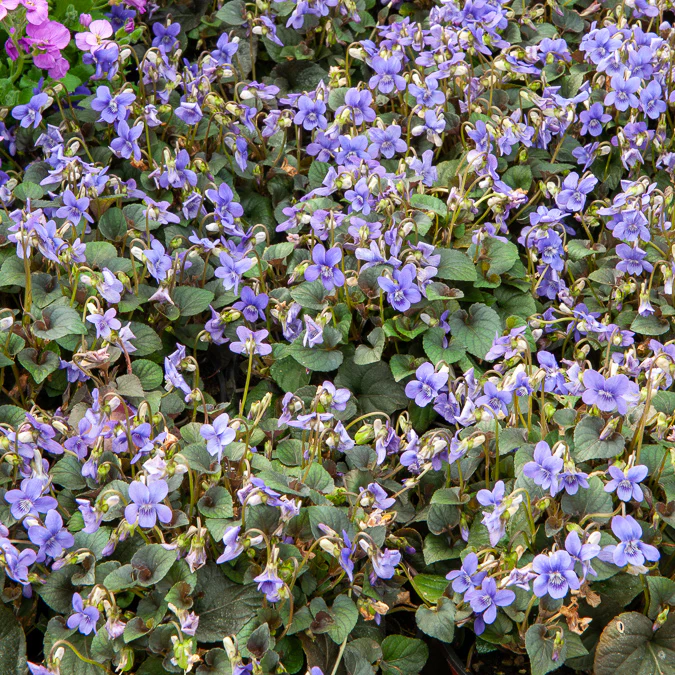 Violette de Labrador - Image 4