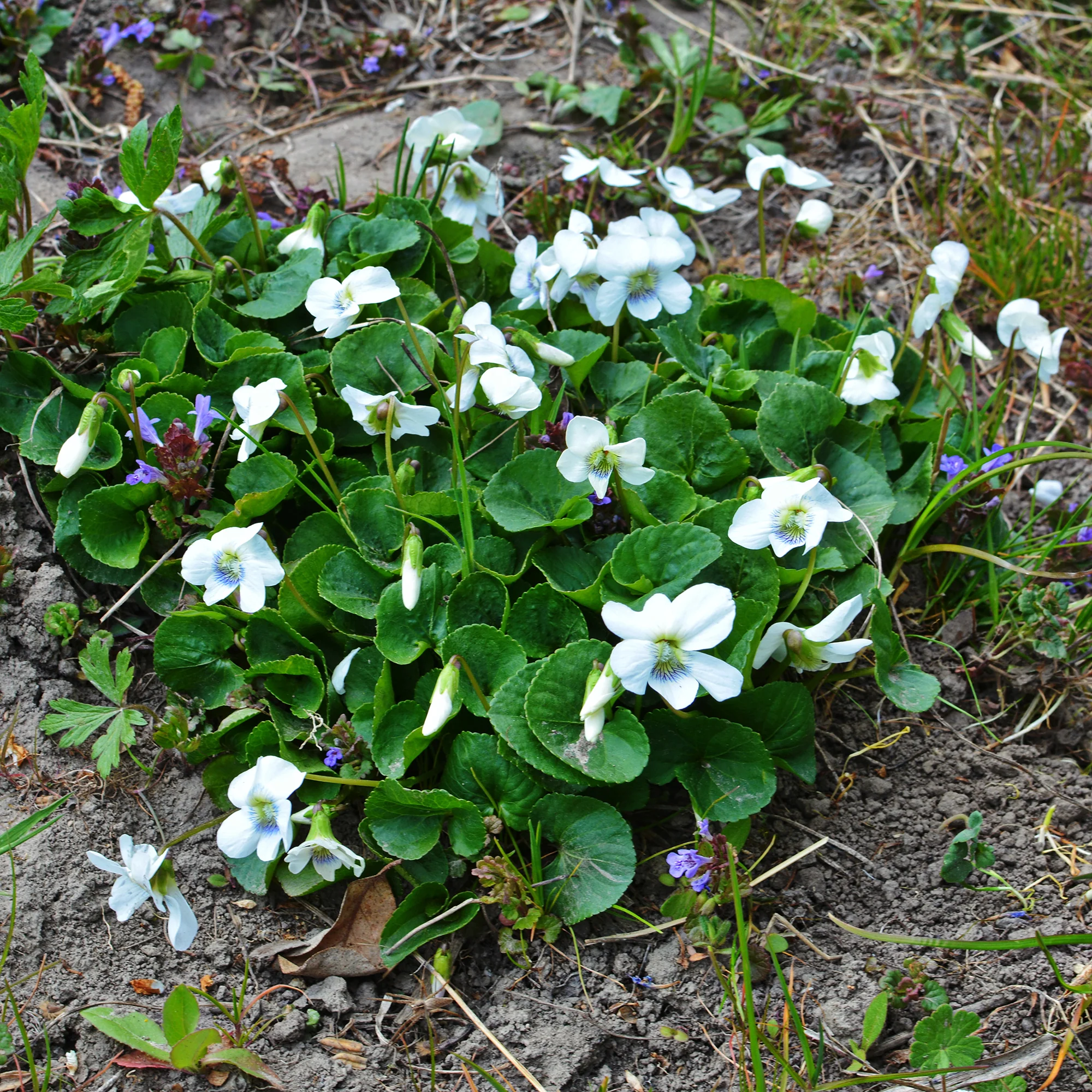 Violette odorante blanche