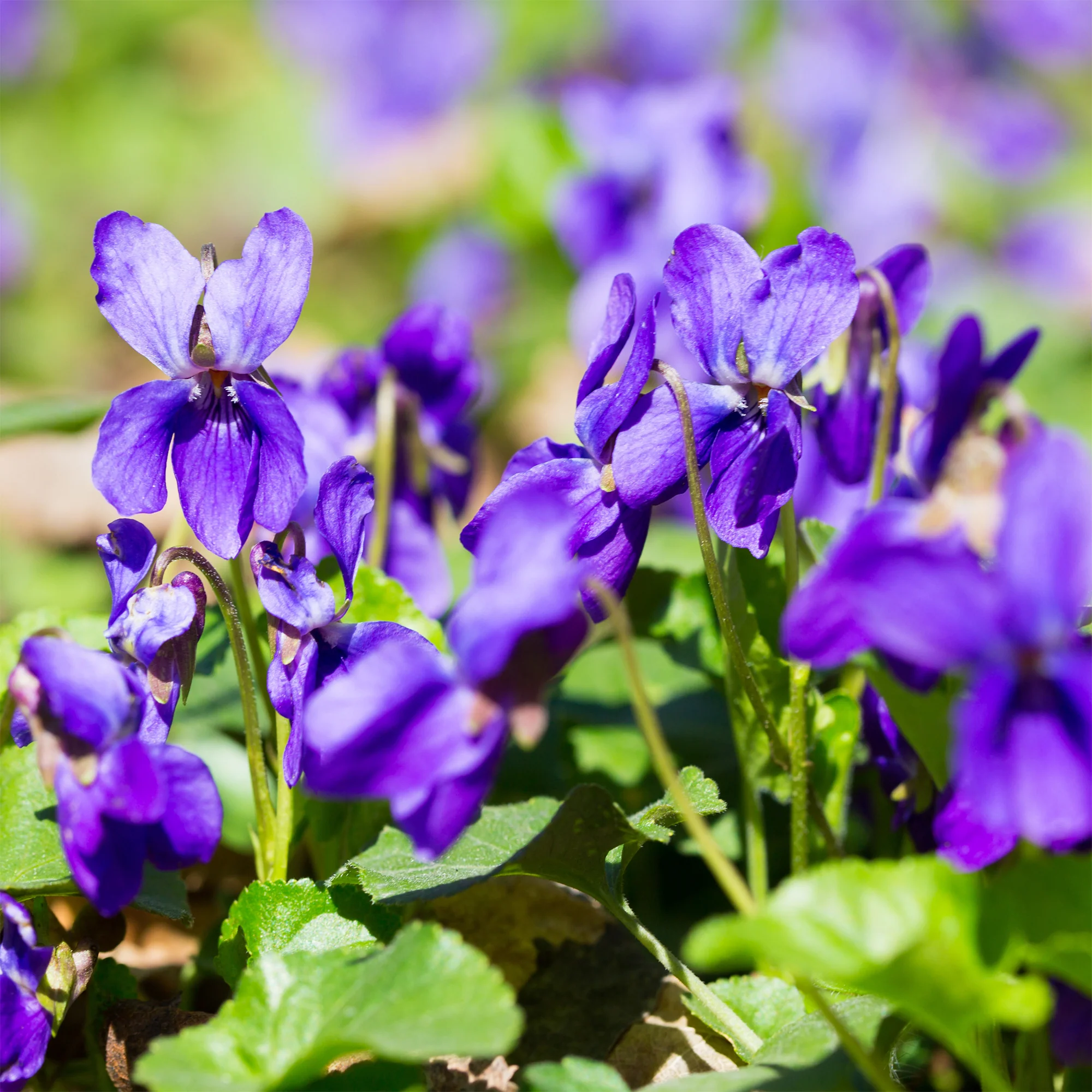 Violette odorante Königin Charlotte
