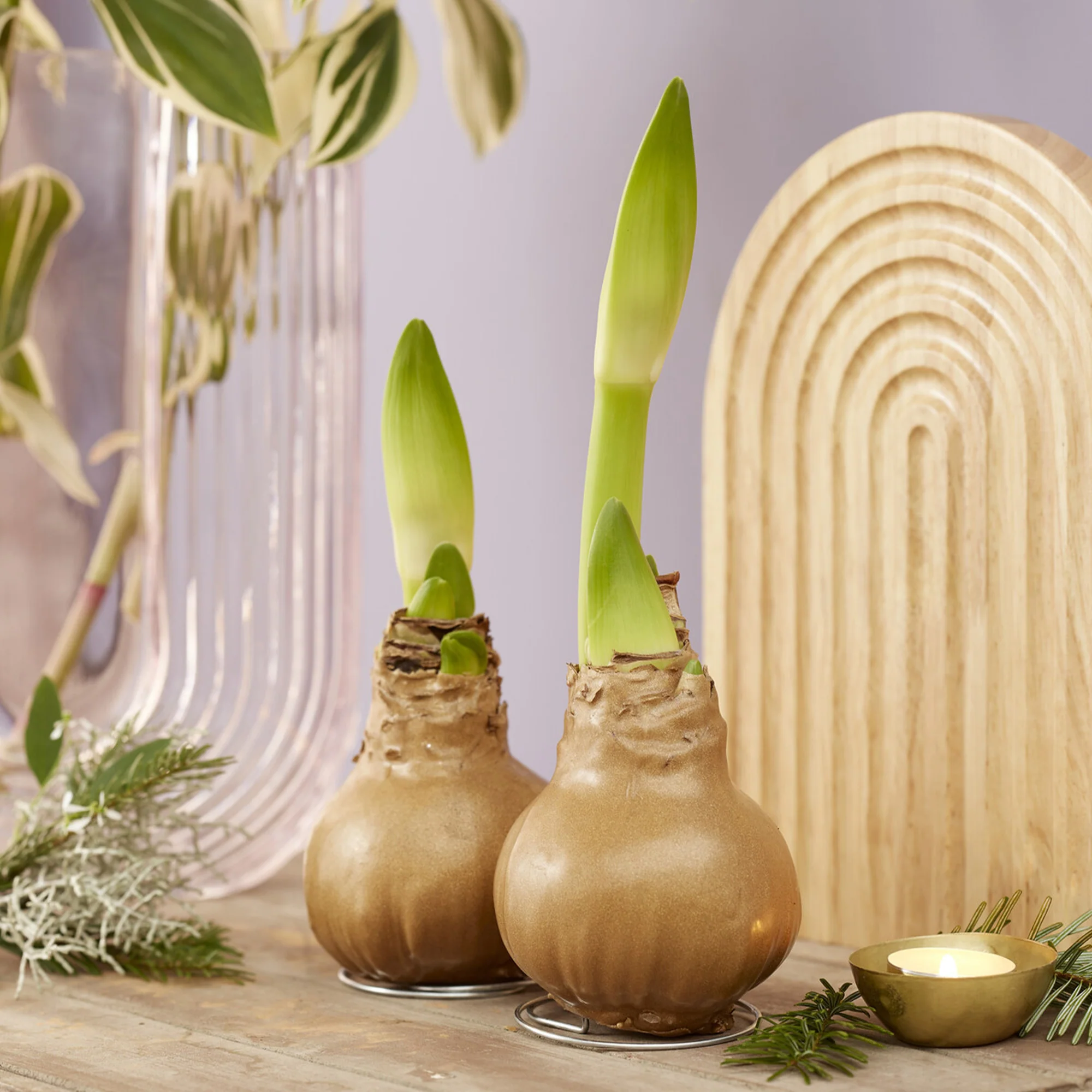 Wax Amaryllis Gloss Gold