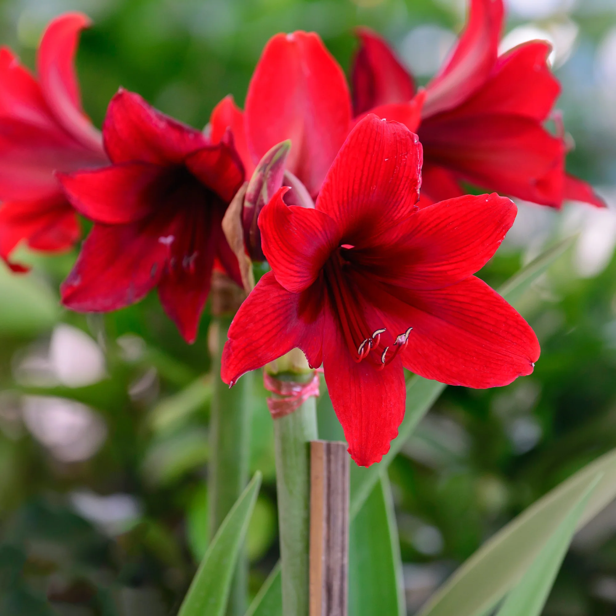 Wax  Amaryllis Magic White - Image 5