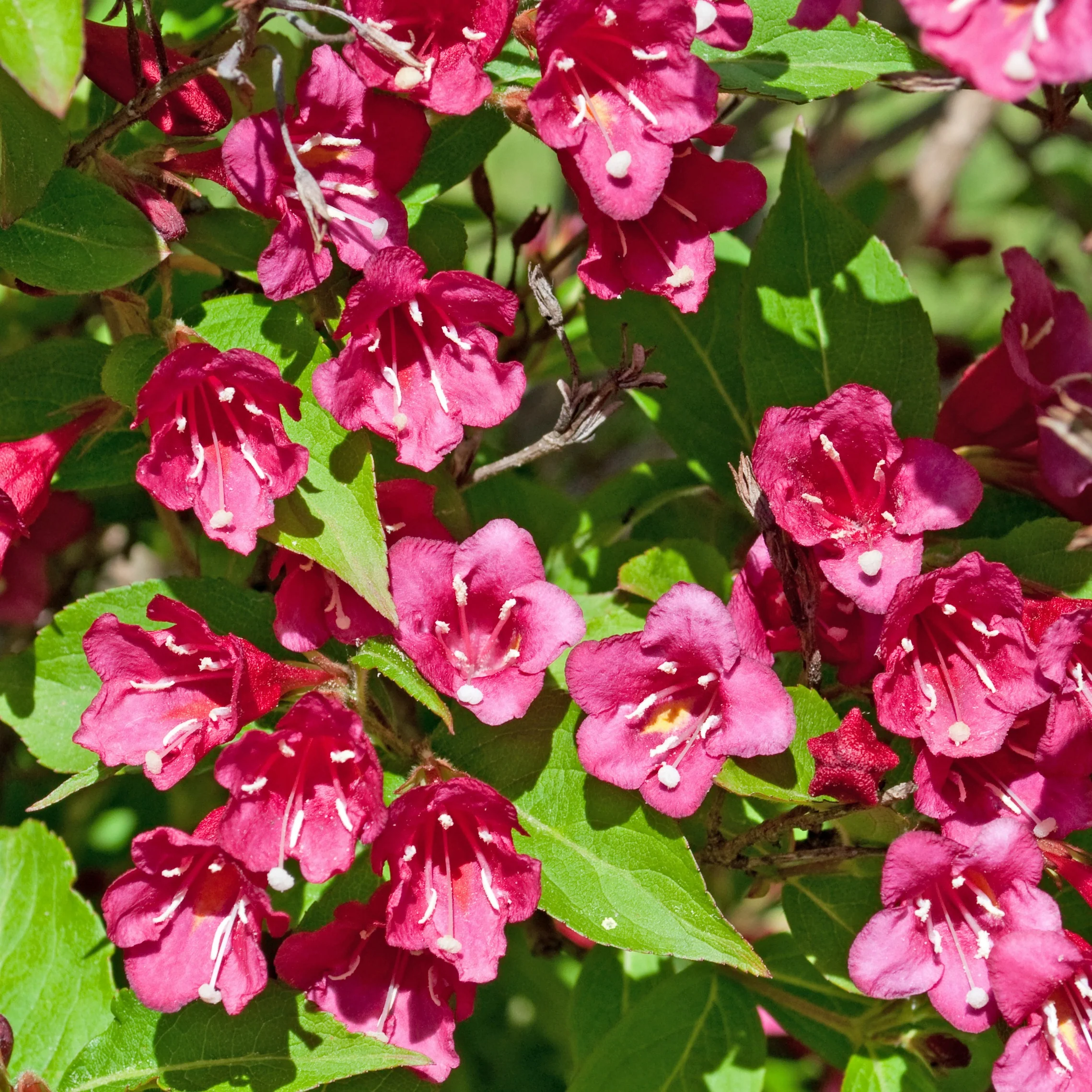 Weigelia Bristol Ruby - Image 3