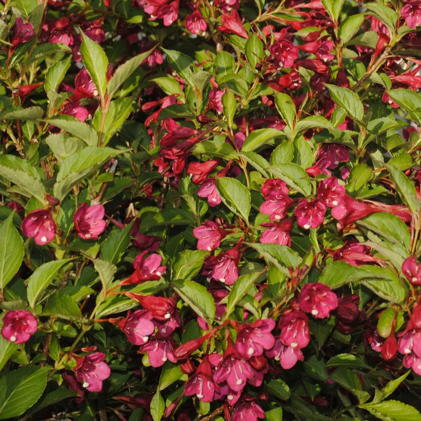 Weigelia Bristol Ruby - Image 4
