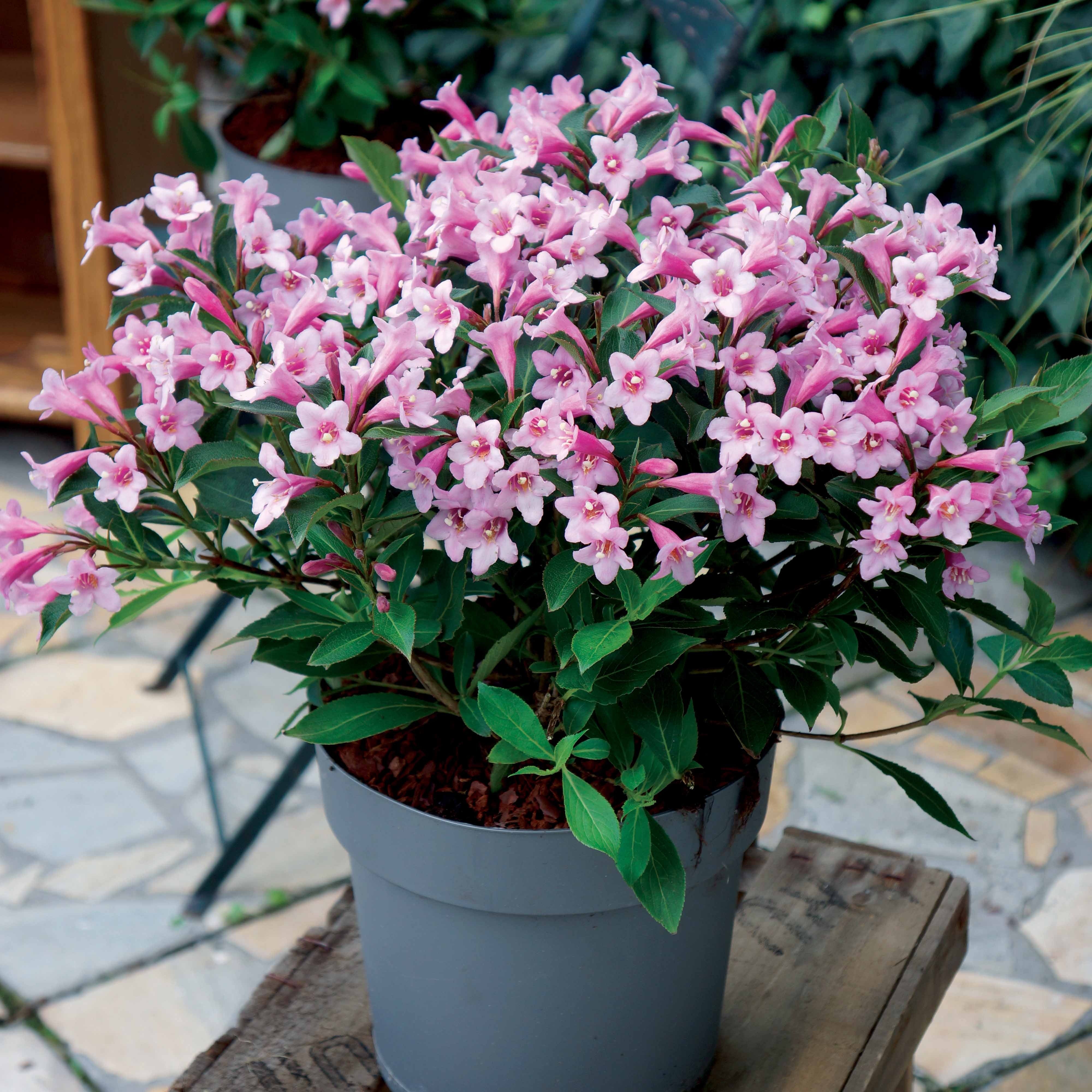Weigelia Poupée rose