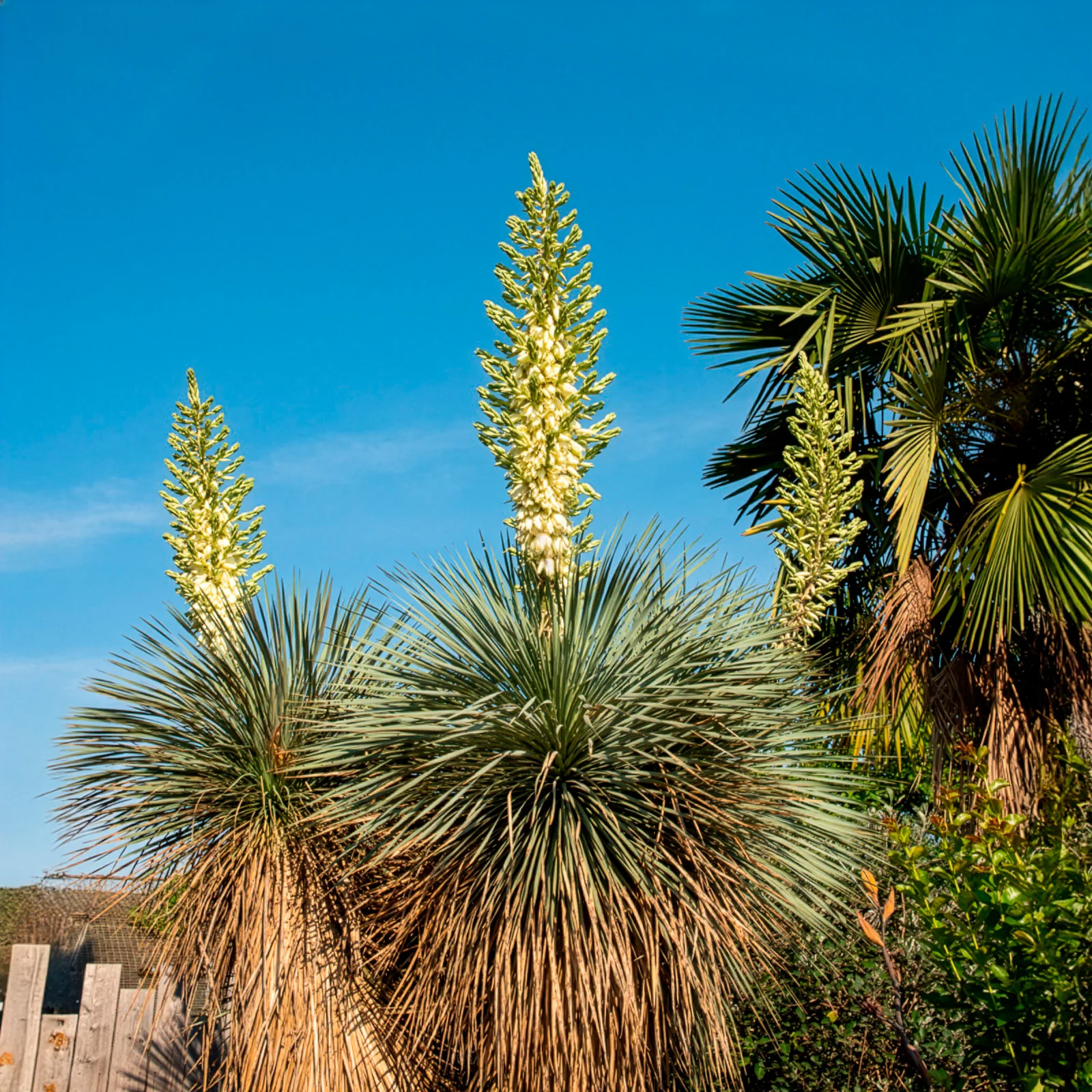 Yucca bleu - Image 2