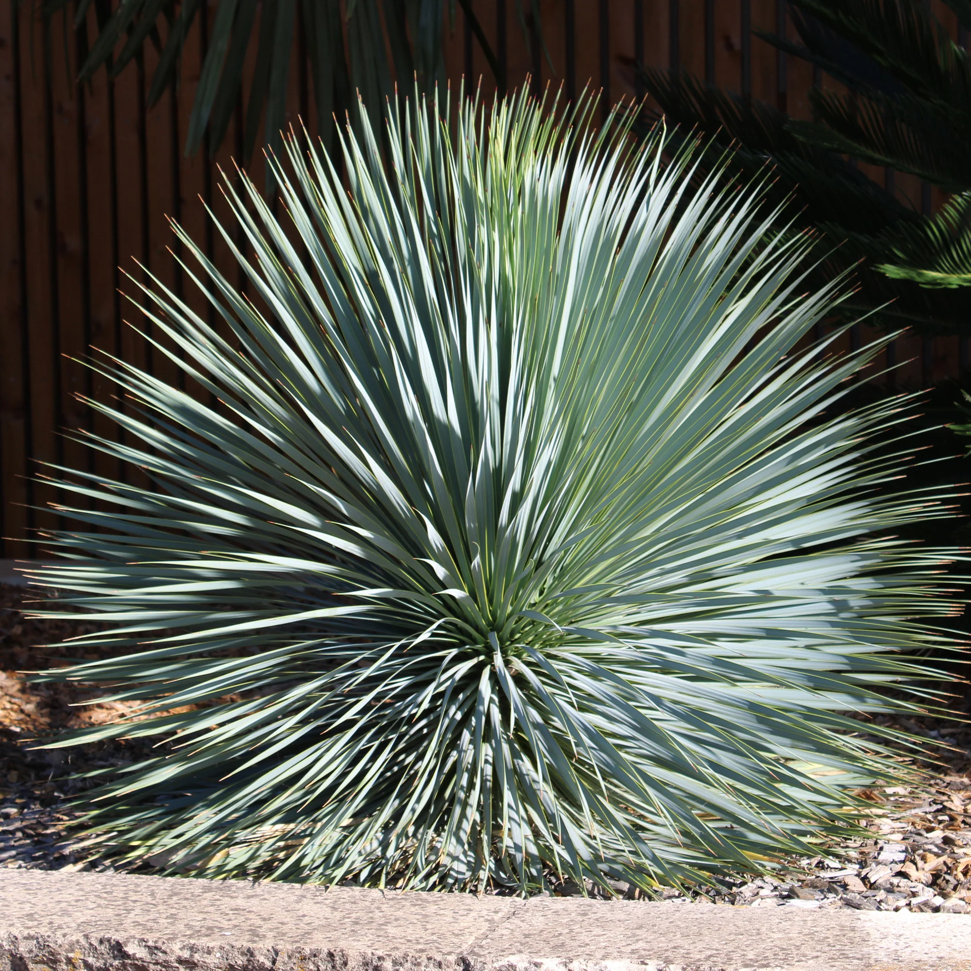 Yucca bleu - Image 3