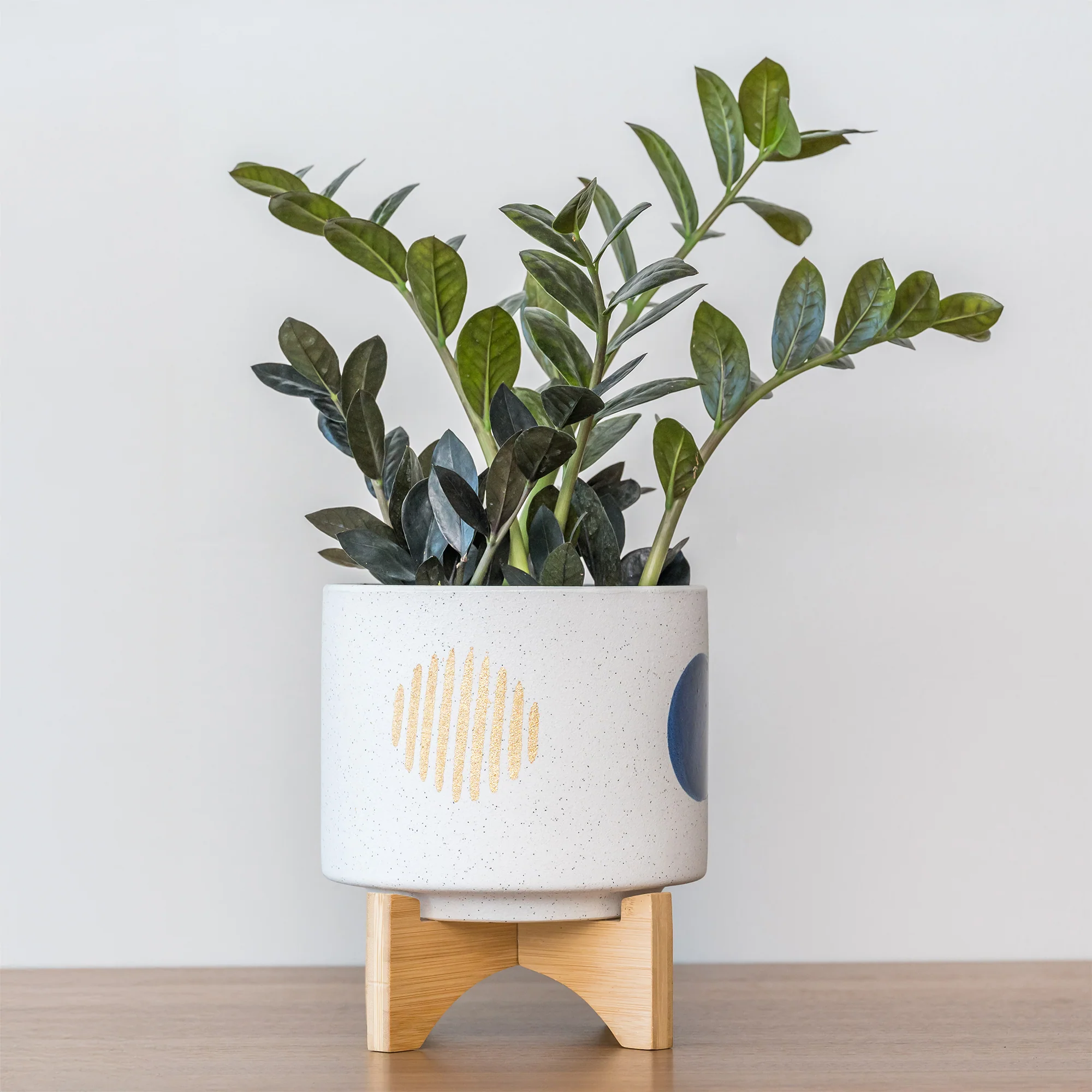 Zamioculcas Raven - Image 4