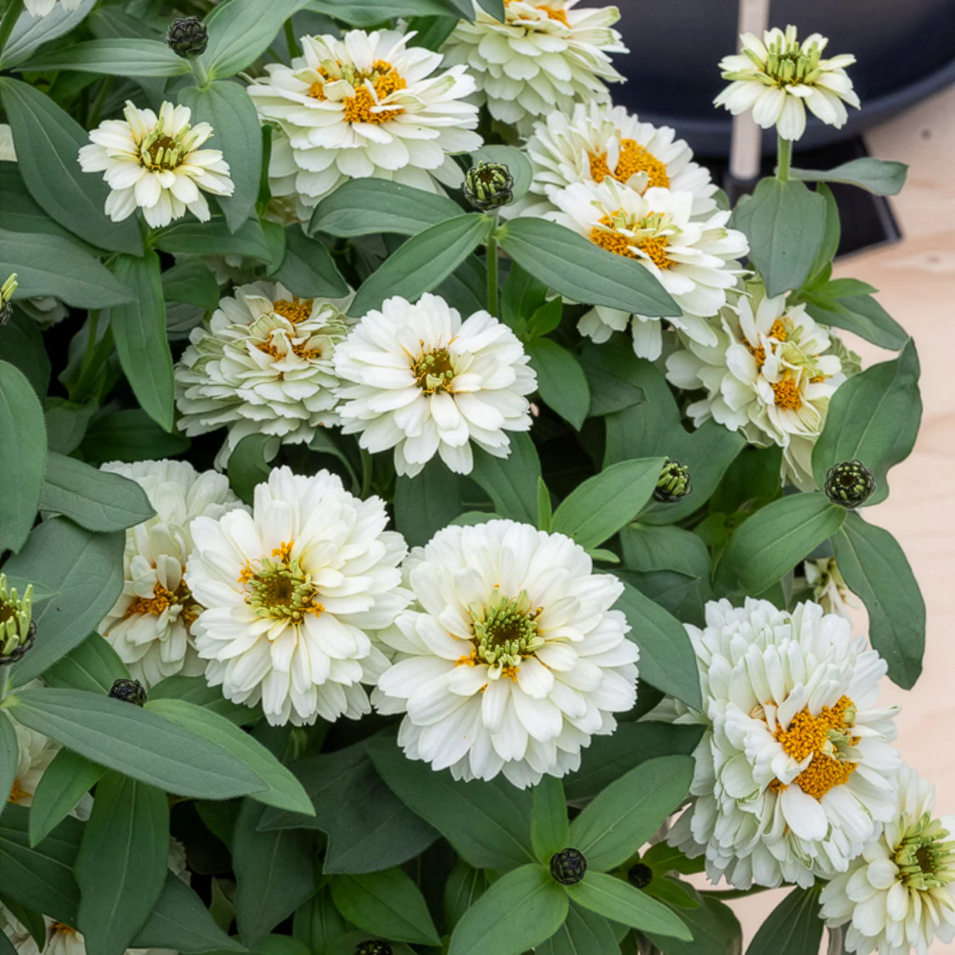 Zinnia Double Blanc - Image 3